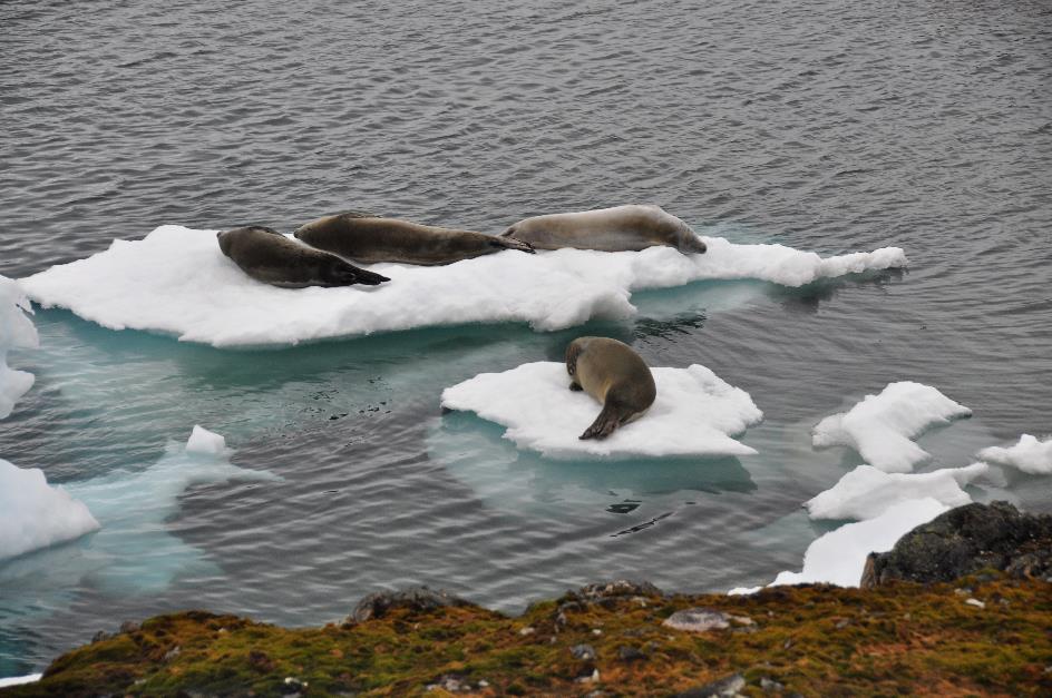 D:\DataFoto\Foto's - Reizen\2018-01-21 Antarctica (herschikt)\19 Winter Island\Best Of\ANTA2211x.jpg