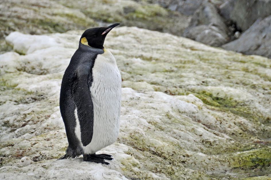 D:\DataFoto\Foto's - Reizen\2018-01-21 Antarctica (herschikt)\18 Vernadskyi Station\Best Of\ANTA2279y.jpg