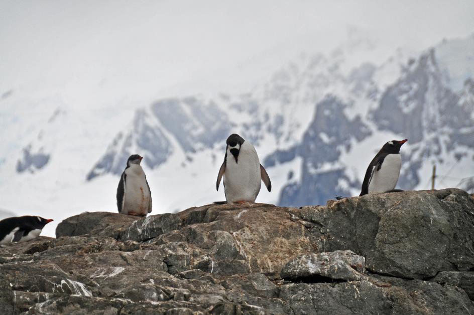 D:\DataFoto\Foto's - Reizen\2018-01-21 Antarctica (herschikt)\18 Vernadskyi Station\Best Of\ANTA2298y.jpg