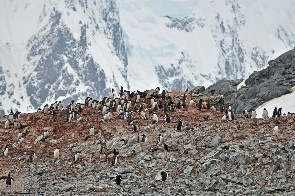 D:\DataFoto\Foto's - Reizen\2018-01-21 Antarctica (herschikt)\20 Port Charcot\Best Of\ANTA2340y.jpg