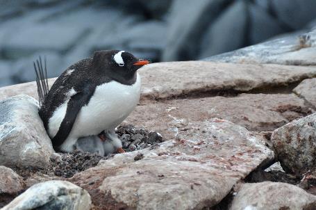 D:\DataFoto\Foto's - Reizen\2018-01-21 Antarctica\20 Port Charcot\Werkmap\ANTA2431x.jpg