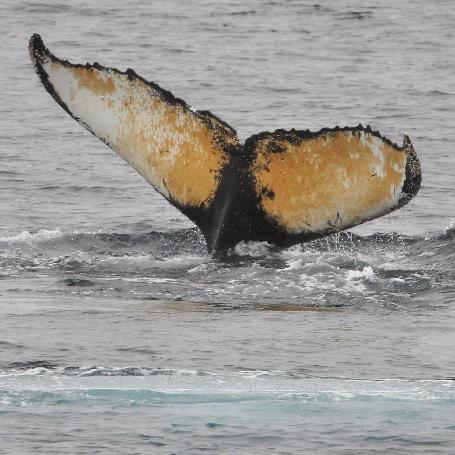 D:\DataFoto\Foto's - Reizen\2018-01-21 Antarctica\22 Wilhelmina Bay - Bultruggen\Werkmap\ANTA2780v.jpg