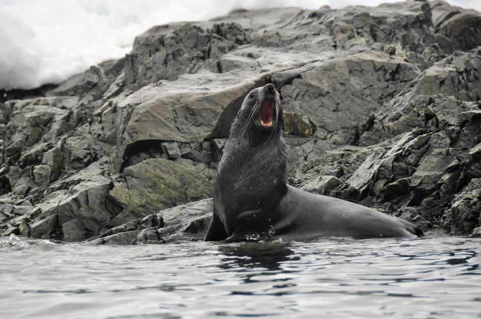 D:\DataFoto\Foto's - Reizen\2018-01-21 Antarctica (herschikt)\23 Enterprise Island\Best Of\ANTA2914x.jpg