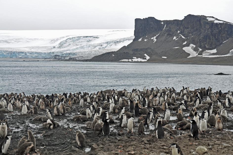 D:\DataFoto\Foto's - Reizen\2018-01-21 Antarctica (herschikt)\26 Hannah Point\2602 Stormbandpinguïns\Best Of\ANTA3275y.jpg