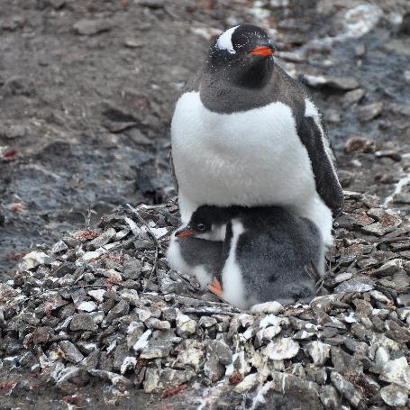 D:\DataFoto\Foto's - Reizen\2018-01-21 Antarctica\26 Hannah Point\2604 Ezelspinguïn met kuikens\ANTA3561v.jpg