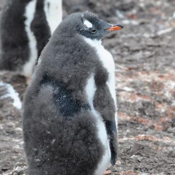 D:\DataFoto\Foto's - Reizen\2018-01-21 Antarctica (herschikt)\26 Hannah Point\2603 Ezelspinguïns\Best Of\ANTA3616v.jpg