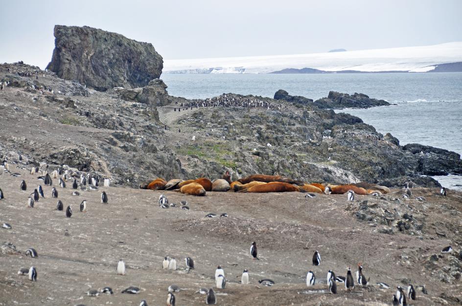 D:\DataFoto\Foto's - Reizen\2018-01-21 Antarctica (herschikt)\26 Hannah Point\2601 Strandzichten\Best Of\ANTA3498y.jpg