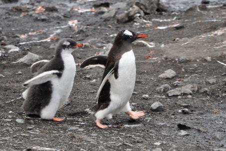 D:\DataFoto\Foto's - Reizen\2018-01-21 Antarctica\26 Hannah Point\2605 Ezelspinguïn voedert kuiken\ANTA3481x.jpg