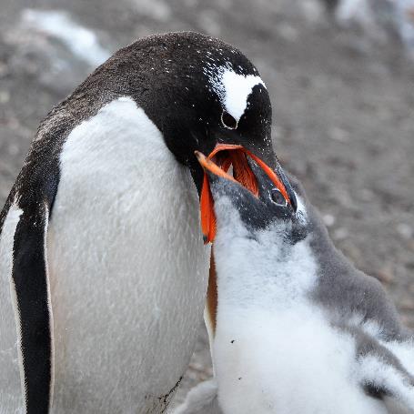 D:\DataFoto\Foto's - Reizen\2018-01-21 Antarctica\26 Hannah Point\2605 Ezelspinguïn voedert kuiken\16u09\ANTA3535v.jpg