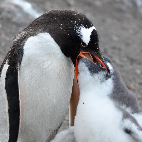 D:\DataFoto\Foto's - Reizen\2018-01-21 Antarctica\26 Hannah Point\2605 Ezelspinguïn voedert kuiken\16u09\ANTA3534v.jpg