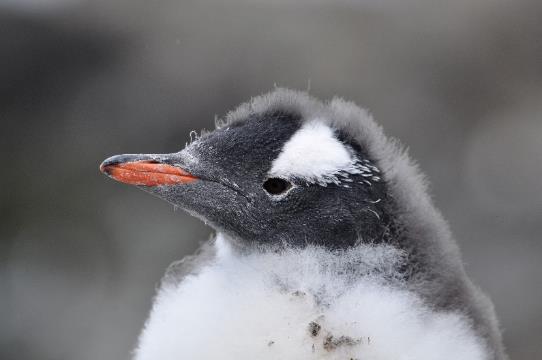 D:\DataFoto\Foto's - Reizen\2018-01-21 Antarctica (herschikt)\26 Hannah Point\2603 Ezelspinguïns\Best Of\ANTA3632x.jpg