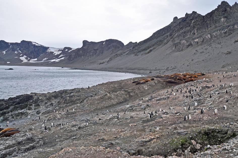 D:\DataFoto\Foto's - Reizen\2018-01-21 Antarctica (herschikt)\26 Hannah Point\2607 Zeeolifanten\Best Of\ANTA3372y.jpg