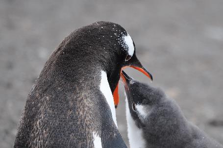 D:\DataFoto\Foto's - Reizen\2018-01-21 Antarctica\26 Hannah Point\2605 Ezelspinguïn voedert kuiken\16u09\ANTA3510x.jpg