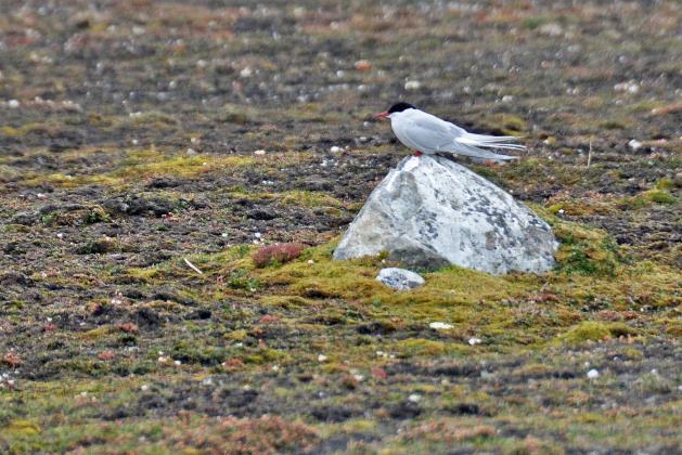 D:\DataFoto\Foto's - Reizen\2018-07-18 Spitsbergen\02 Ny-Alesund\Best Of\SPIT0185y.jpg