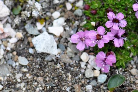 D:\DataFoto\Foto's - Reizen\2018-07-18 Spitsbergen\10 Sorgfjorden\Werkmap\SPIT1394x.jpg