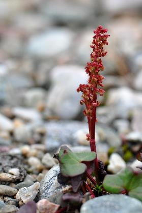 D:\DataFoto\Foto's - Reizen\2018-07-18 Spitsbergen\10 Sorgfjorden\Werkmap\SPIT1433x.jpg