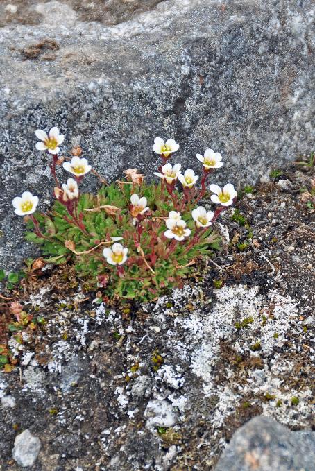 D:\DataFoto\Foto's - Reizen\2018-07-18 Spitsbergen\05 Ytre Norskoya\Best Of\SPIT0740s.jpg