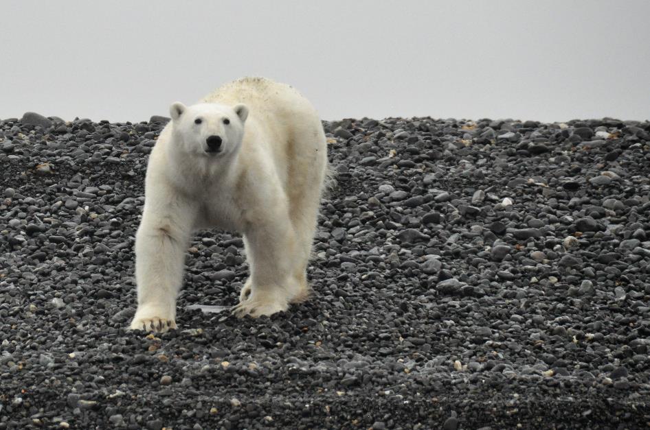 D:\DataFoto\Foto's - Reizen\2018-07-18 Spitsbergen\08 Karl XII-oya\Werkmap\SPIT1117x.jpg