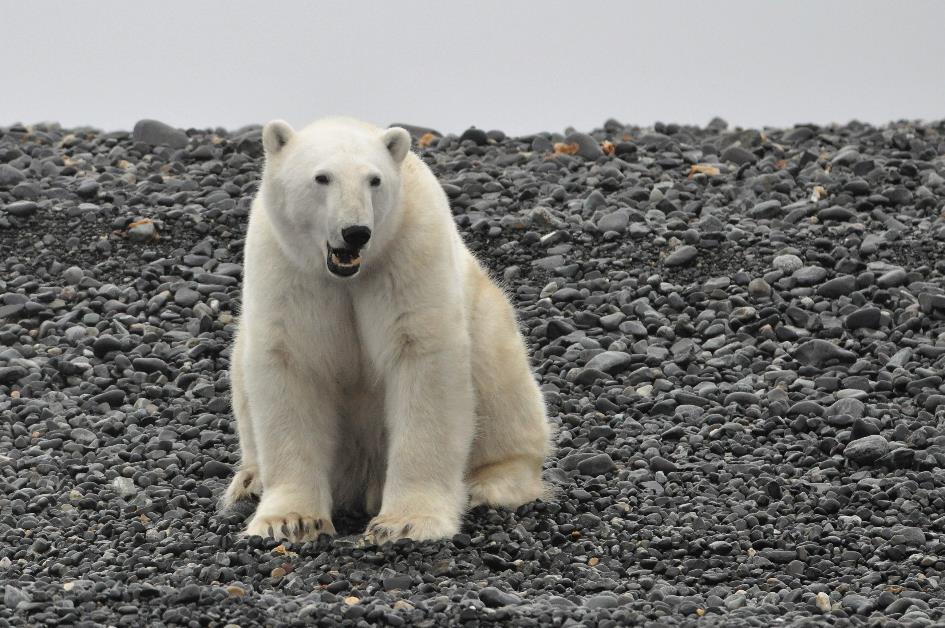 D:\DataFoto\Foto's - Reizen\2018-07-18 Spitsbergen\08 Karl XII-oya\Werkmap\SPIT1121x.jpg