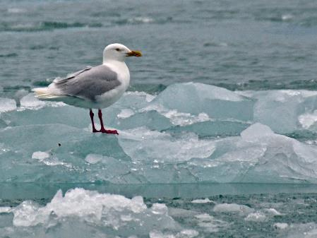 D:\DataFoto\Foto's - Reizen\2018-07-18 Spitsbergen\04 Smeerenburgfjorden\Best Of\SPIT0525q.jpg