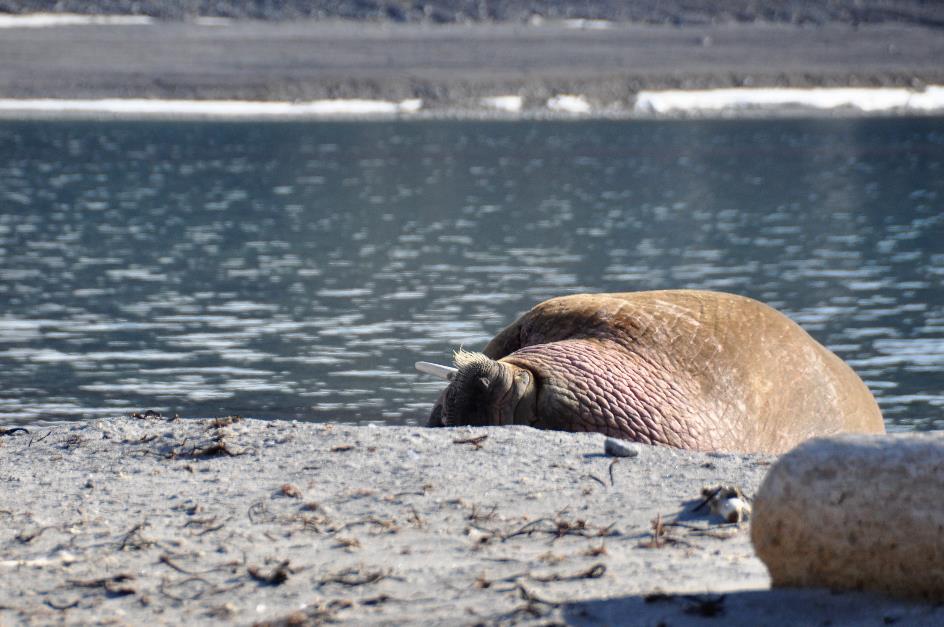 D:\DataFoto\Foto's - Reizen\2018-07-18 Spitsbergen\09 Phippsoya\Best Of\SPIT1194x.jpg