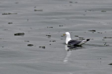 D:\DataFoto\Foto's - Reizen\2018-07-18 Spitsbergen\13 Palanderbukta\Best Of\SPIT1831y.jpg