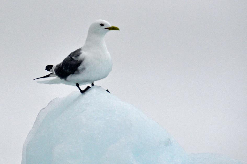 D:\DataFoto\Foto's - Reizen\2018-07-18 Spitsbergen\13 Palanderbukta\Best Of\SPIT1879y.jpg