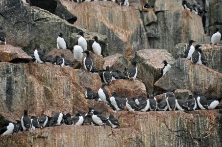 D:\DataFoto\Foto's - Reizen\2018-07-18 Spitsbergen\14 Alkefjellet\Best Of\SPIT2046y.jpg