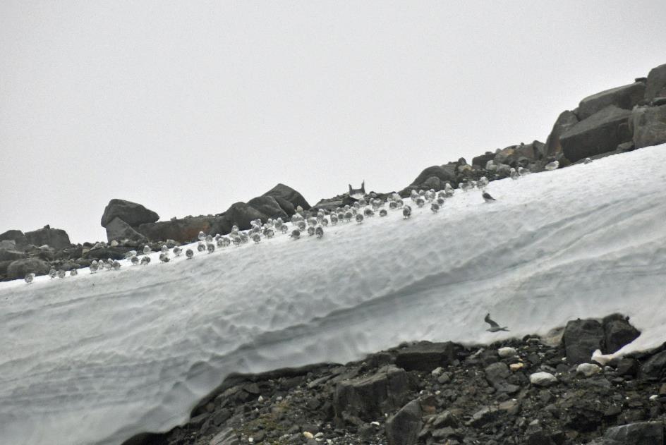 D:\DataFoto\Foto's - Reizen\2018-07-18 Spitsbergen\14 Alkefjellet\Best Of\SPIT2001y.jpg