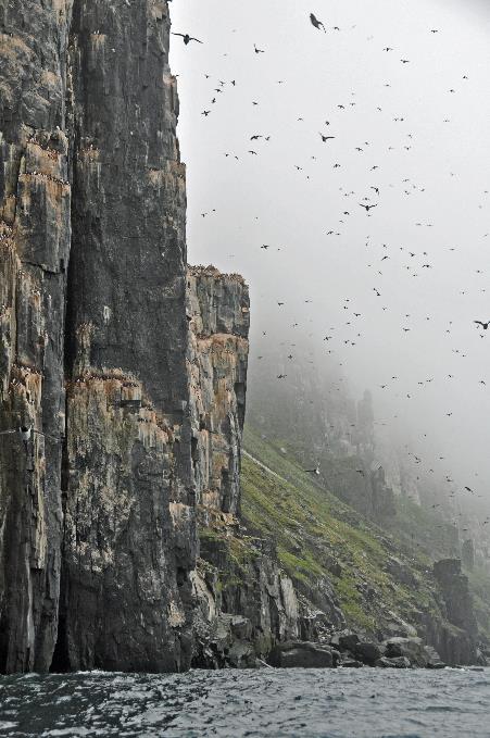 D:\DataFoto\Foto's - Reizen\2018-07-18 Spitsbergen\14 Alkefjellet\Best Of\SPIT2130y.jpg