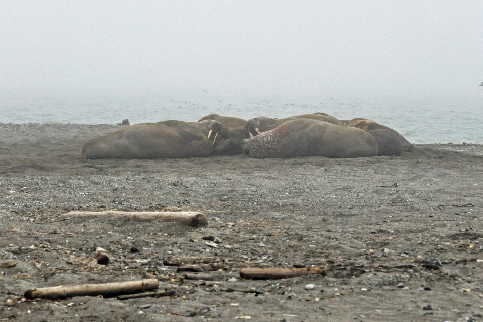 D:\DataFoto\Foto's - Reizen\2018-07-18 Spitsbergen\15 Walhbergoya\Best Of\SPIT2256y.jpg