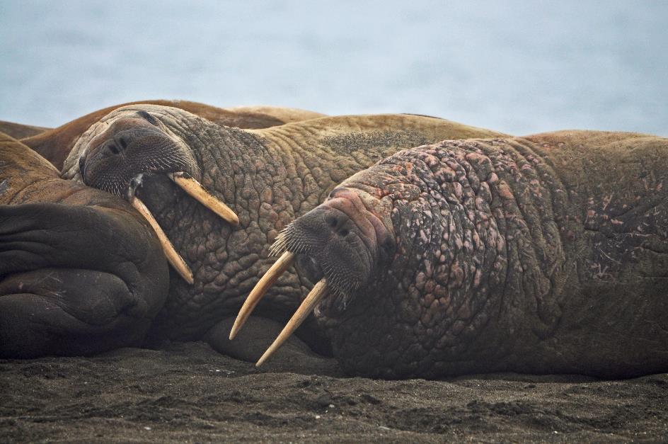 D:\DataFoto\Foto's - Reizen\2018-07-18 Spitsbergen\15 Walhbergoya\Best Of\SPIT2263y.jpg