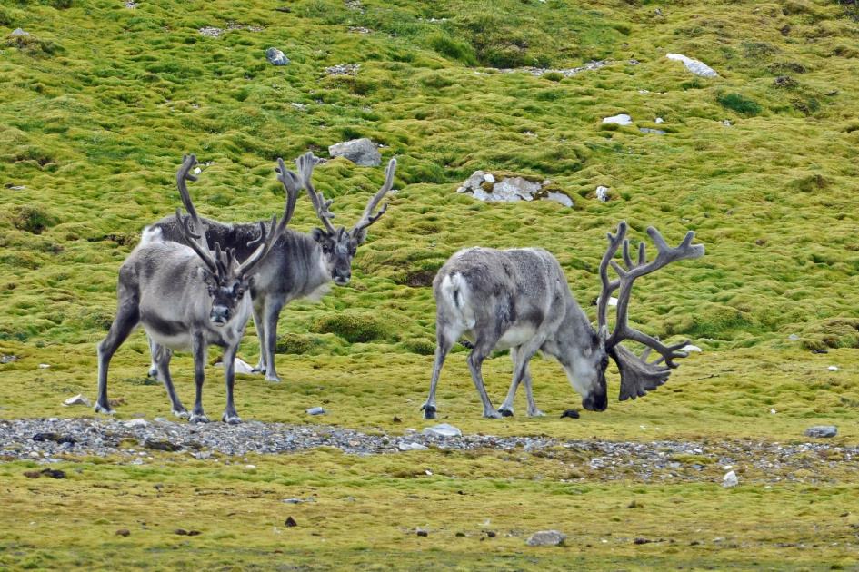 D:\DataFoto\Foto's - Reizen\2018-07-18 Spitsbergen\23 Recherchefjorden\Best Of\SPIT4024y.jpg