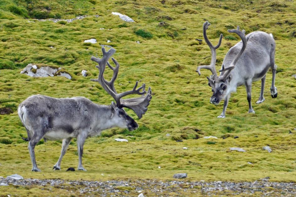 D:\DataFoto\Foto's - Reizen\2018-07-18 Spitsbergen\23 Recherchefjorden\Best Of\SPIT4031y.jpg