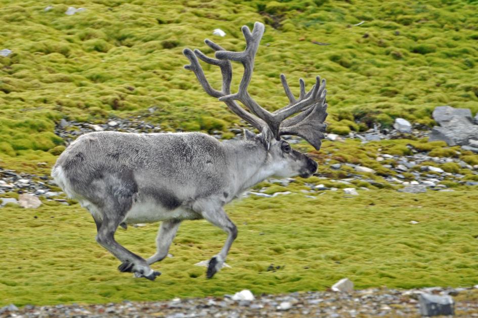 D:\DataFoto\Foto's - Reizen\2018-07-18 Spitsbergen\23 Recherchefjorden\Best Of\SPIT4053y.jpg