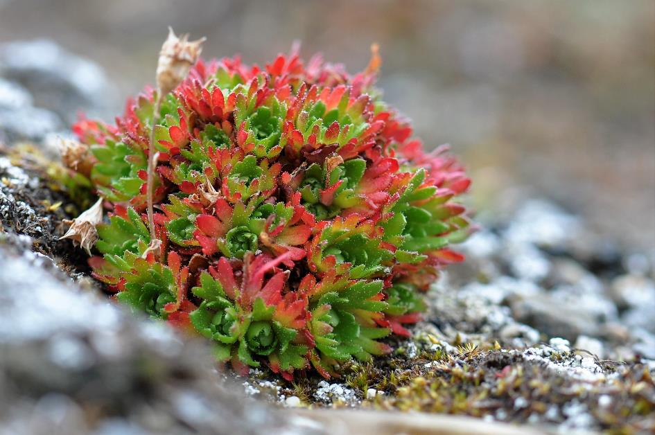 D:\DataFoto\Foto's - Reizen\2018-07-18 Spitsbergen\23 Recherchefjorden\04 Flora\Werkmap\SPIT4155x.jpg