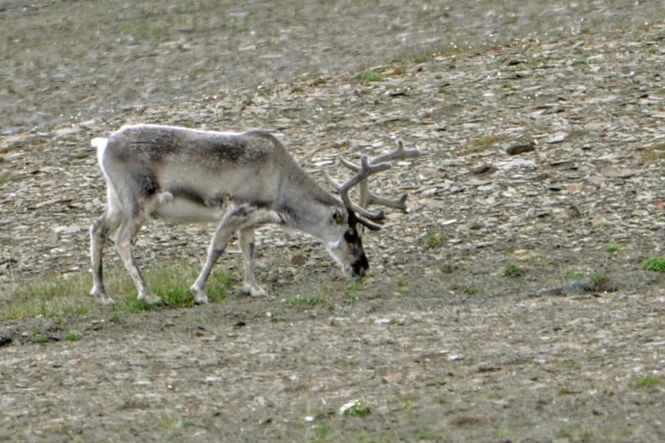 D:\DataFoto\Foto's - Reizen\2018-07-18 Spitsbergen\18 Kapp Waldburg\Best Of\SPIT2649y.jpg