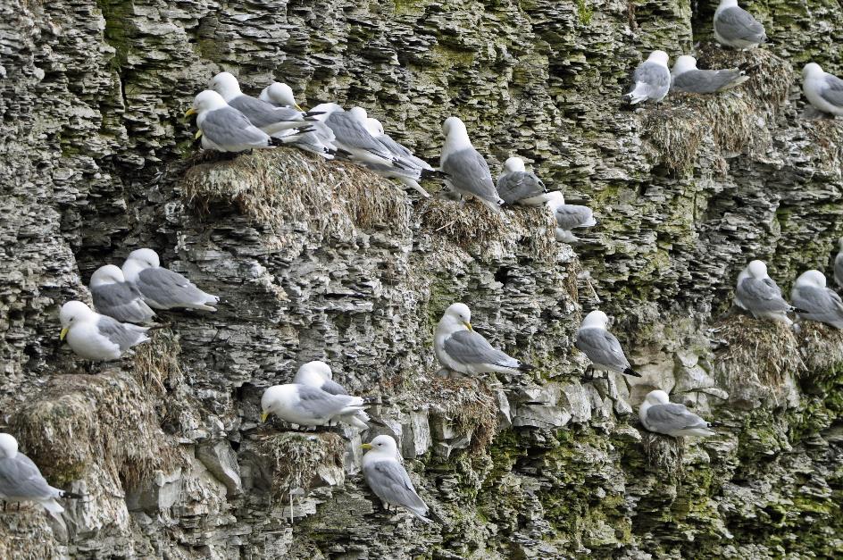 D:\DataFoto\Foto's - Reizen\2018-07-18 Spitsbergen\18 Kapp Waldburg\Best Of\SPIT2747y.jpg