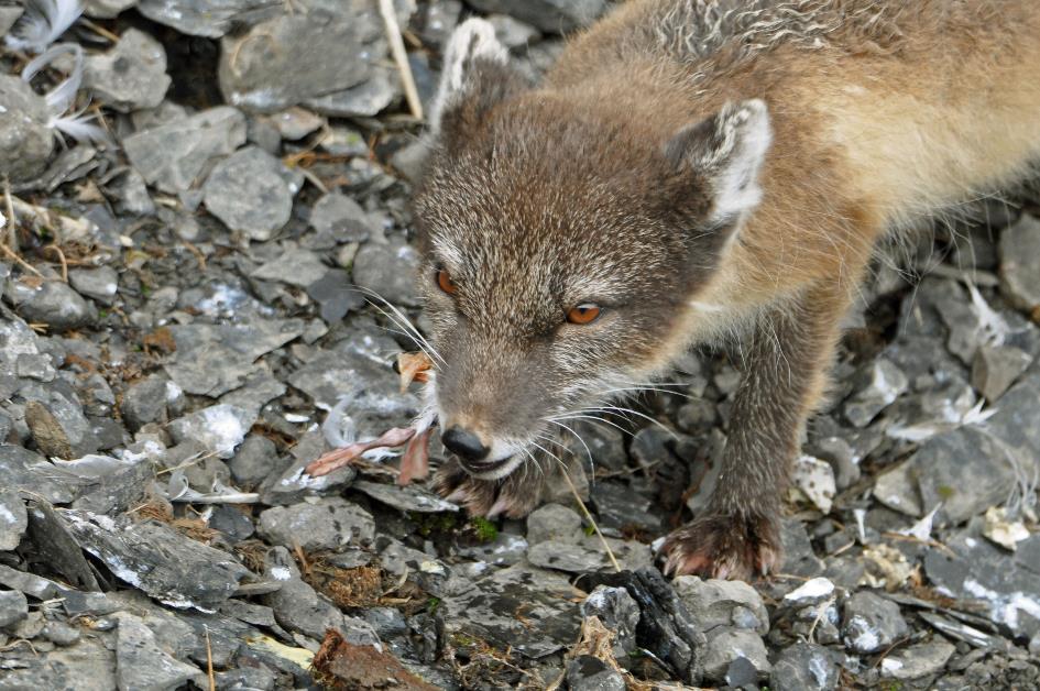 D:\DataFoto\Foto's - Reizen\2018-07-18 Spitsbergen\18 Kapp Waldburg\Best Of\SPIT2861y.jpg