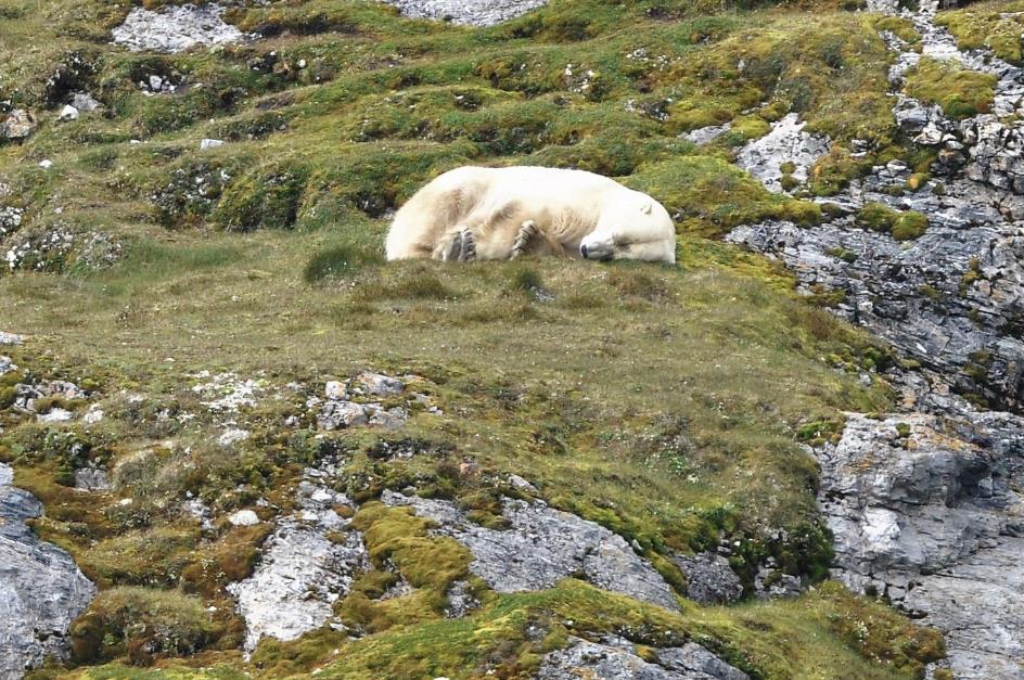 D:\DataFoto\Foto's - Reizen\2018-07-18 Spitsbergen\19 Gnalodden\Asteria\Pacomaja\SPIT3157x.jpg