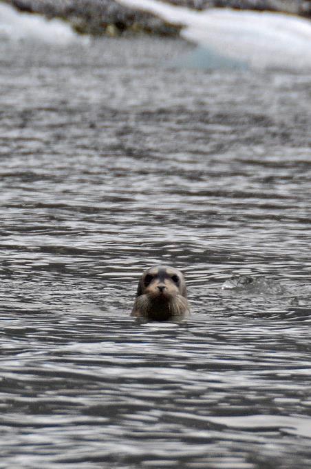 D:\DataFoto\Foto's - Reizen\2018-07-18 Spitsbergen\20 Burgerbukta\Best Of\SPIT3361s.jpg