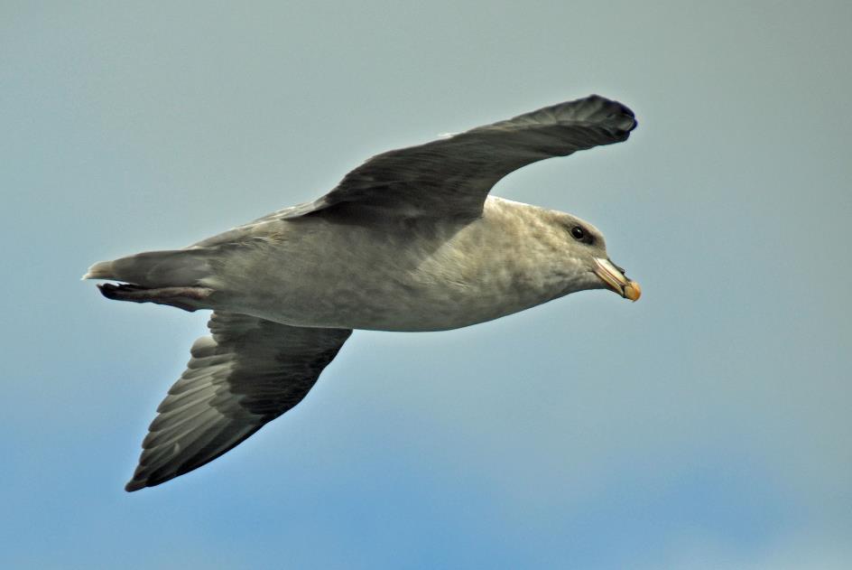 D:\DataFoto\Foto's - Reizen\2018-07-18 Spitsbergen\20 Burgerbukta\Best Of\SPIT3291y.jpg