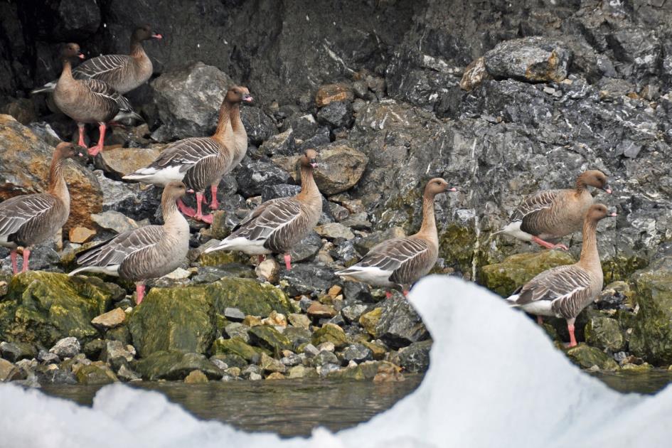 D:\DataFoto\Foto's - Reizen\2018-07-18 Spitsbergen\20 Burgerbukta\Best Of\SPIT3470y.jpg