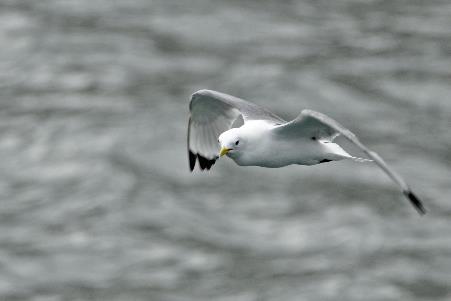 D:\DataFoto\Foto's - Reizen\2018-07-18 Spitsbergen\20 Burgerbukta\Best Of\SPIT3242y.jpg