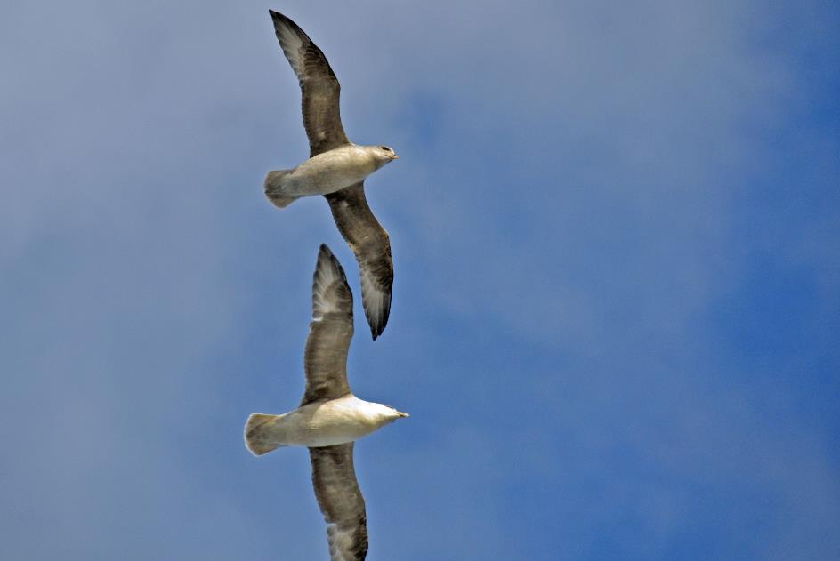 D:\DataFoto\Foto's - Reizen\2018-07-18 Spitsbergen\21 Brepollen\Best Of\SPIT3530y.jpg