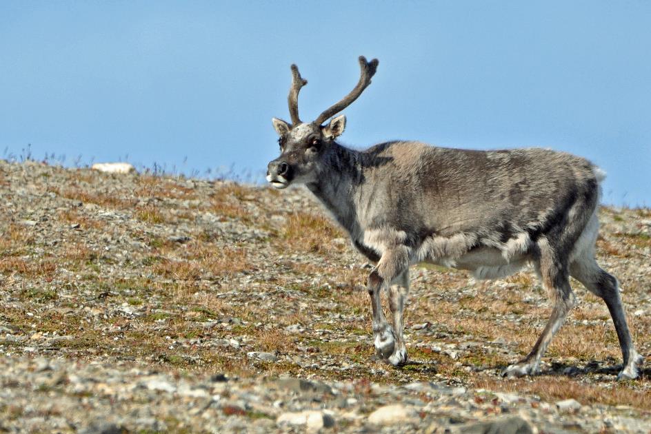 D:\DataFoto\Foto's - Reizen\2018-07-18 Spitsbergen\22 Ahlstrandhalfoya\Best Of\SPIT3785y.jpg