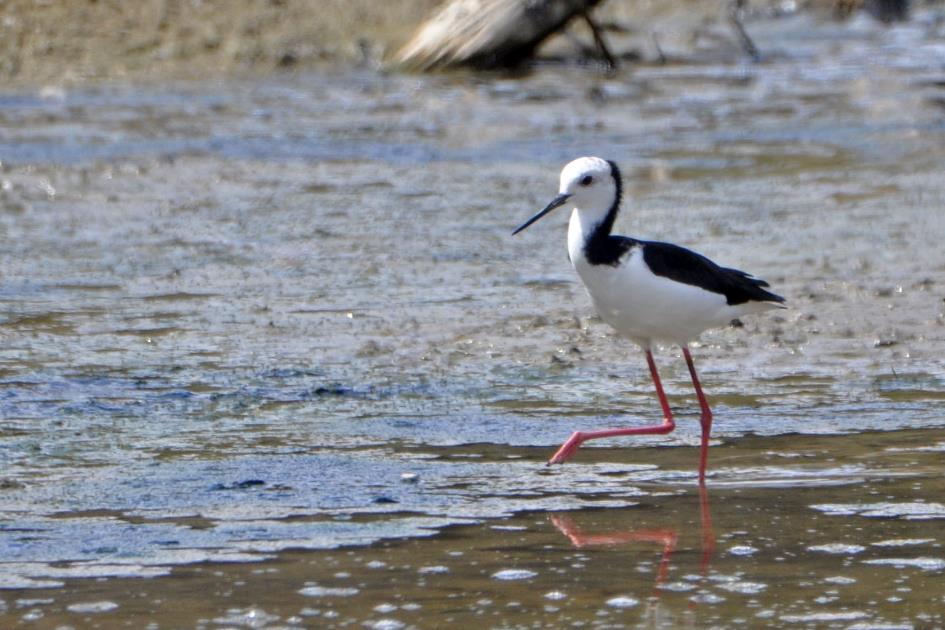 D:\DataFoto\Foto's - Reizen\2019-03-07 Nieuw-Zeeland\05 Waimangu\Best Of\NWZL0660y.jpg