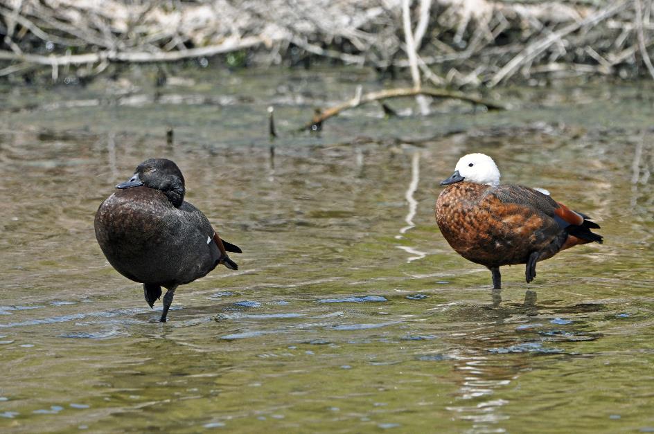 D:\DataFoto\Foto's - Reizen\2019-03-07 Nieuw-Zeeland\05 Waimangu\Best Of\NWZL0703x.jpg