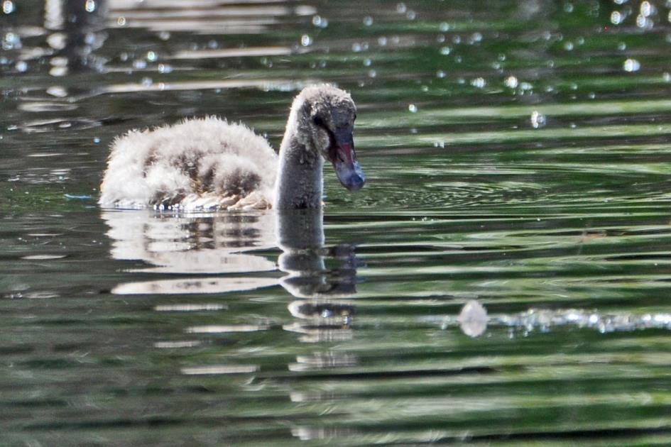 D:\DataFoto\Foto's - Reizen\2019-03-07 Nieuw-Zeeland\05 Waimangu\Best Of\NWZL0750y.jpg