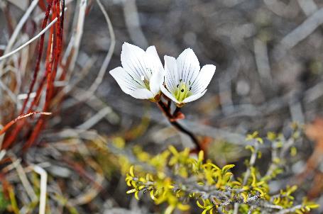 D:\DataFoto\Foto's - Reizen\2019-03-07 Nieuw-Zeeland\07 Tongariro NP\Best Of\NWZL0990x.jpg